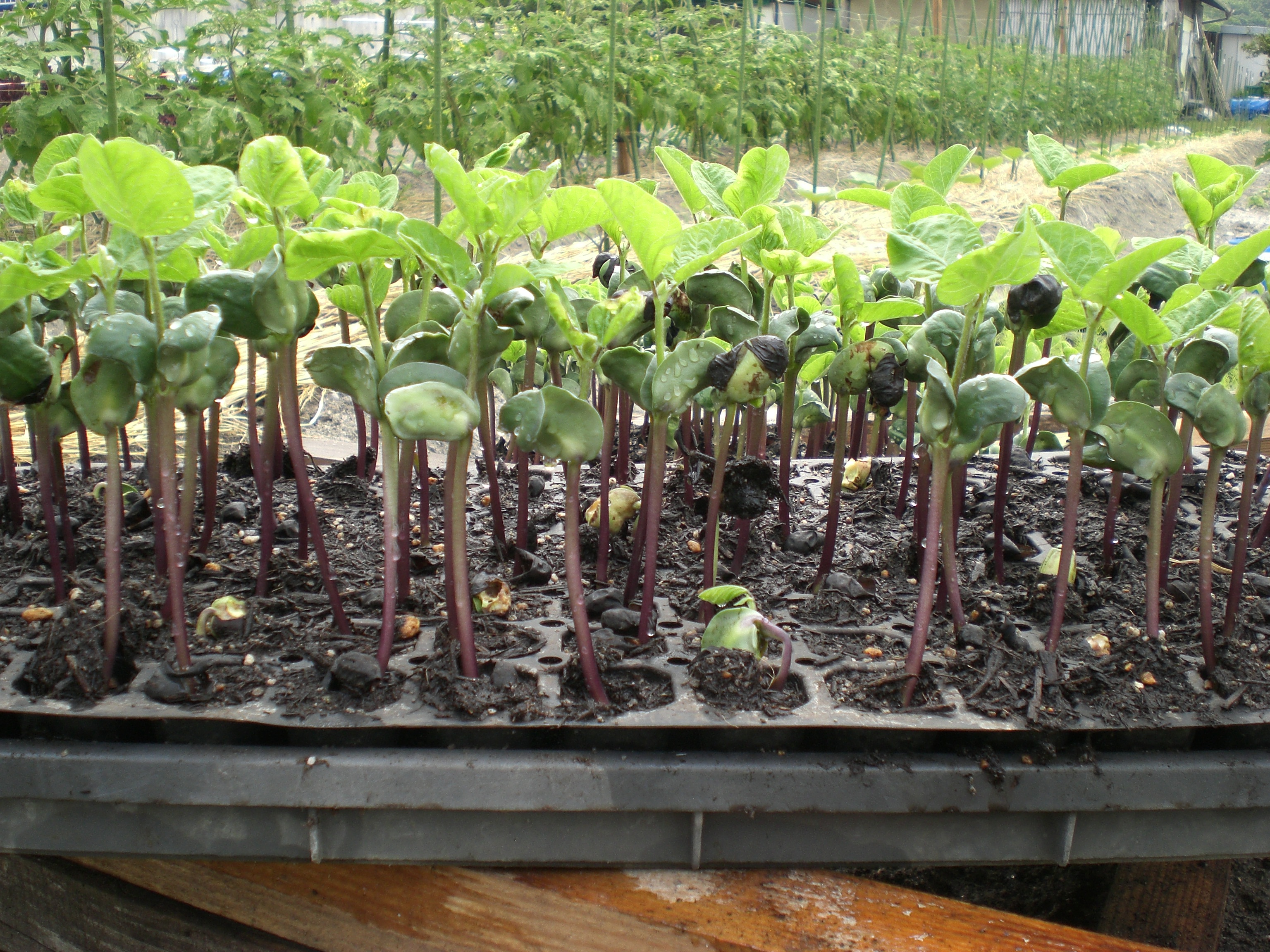 黒豆栽培 ２ 安藤ファーム